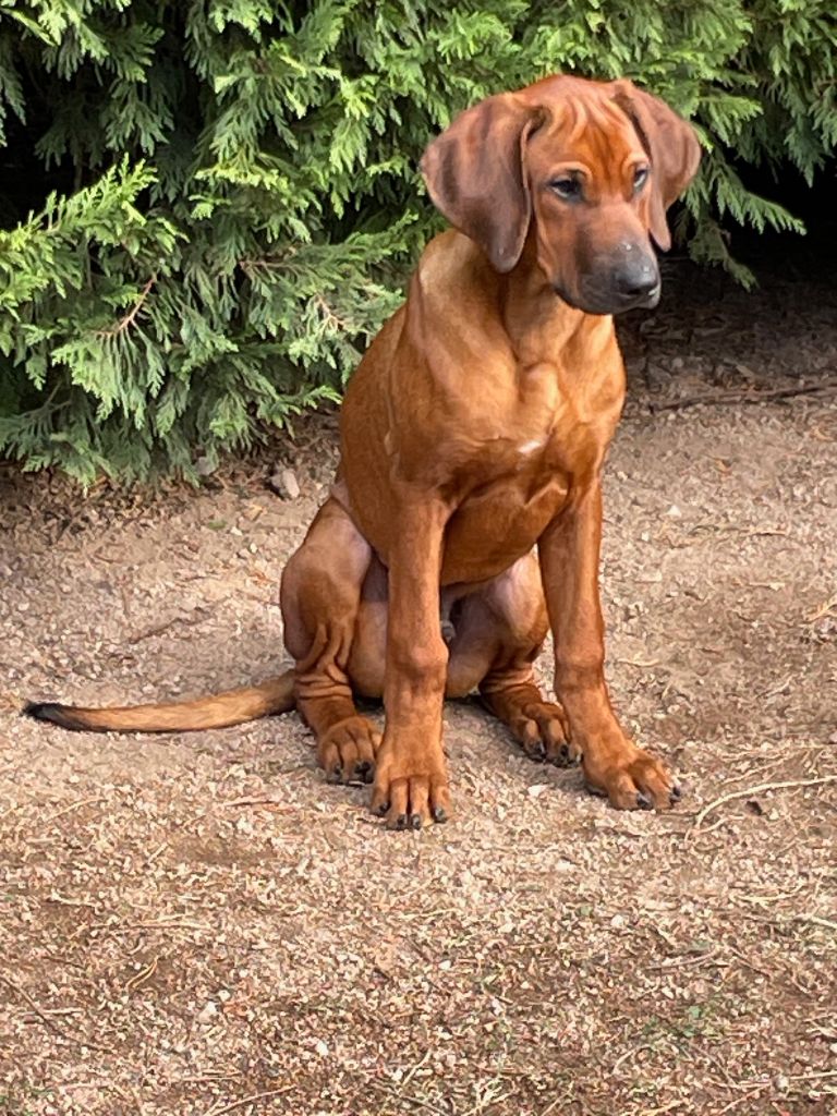 Zawadi N'zuri Andwele hiariyangu