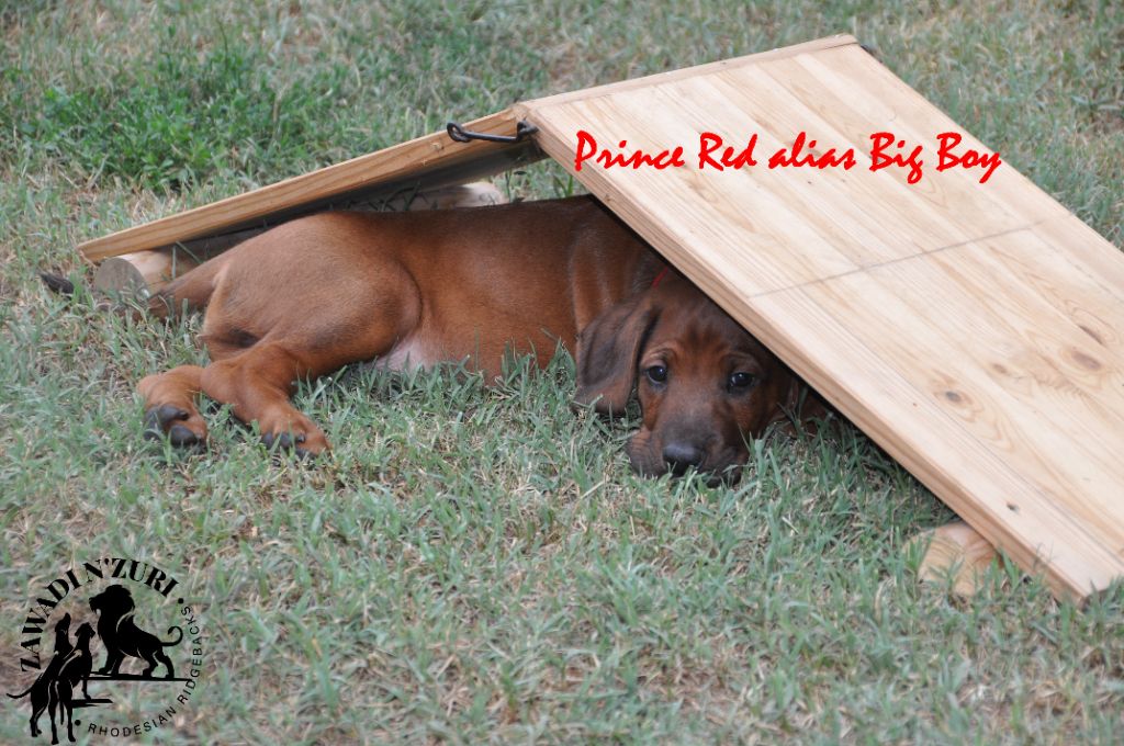 Zawadi N'zuri - Rhodesian Ridgeback - Portée née le 29/06/2023