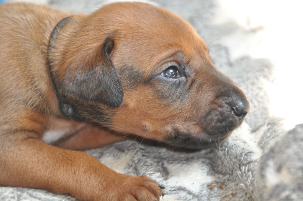 Zawadi N'zuri - Chiots disponibles - Rhodesian Ridgeback