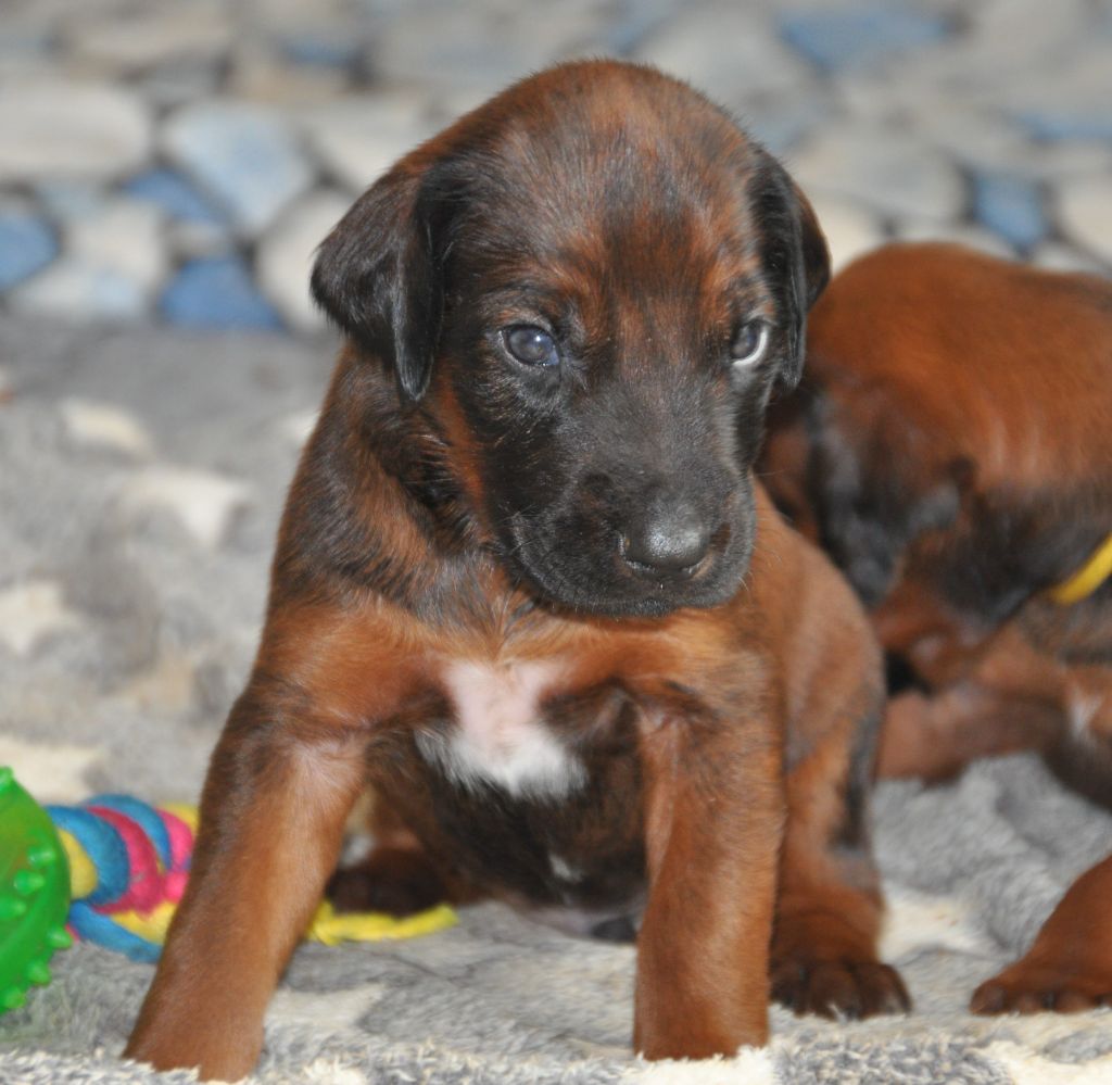 Zawadi N'zuri - Chiots disponibles - Rhodesian Ridgeback