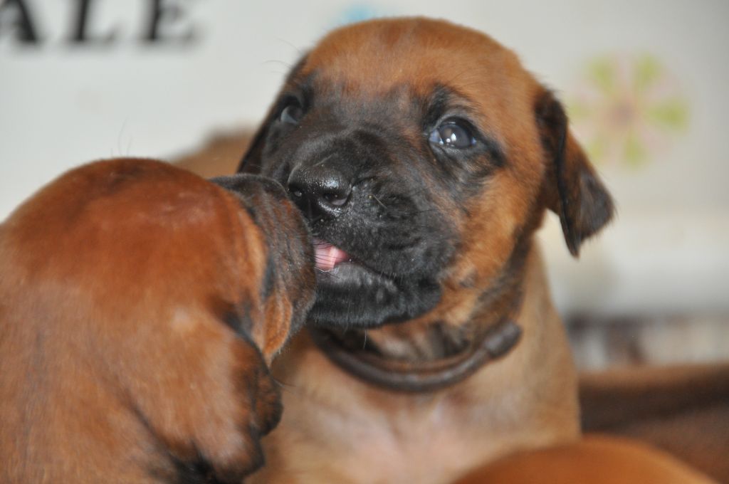 Zawadi N'zuri - Chiots disponibles - Rhodesian Ridgeback