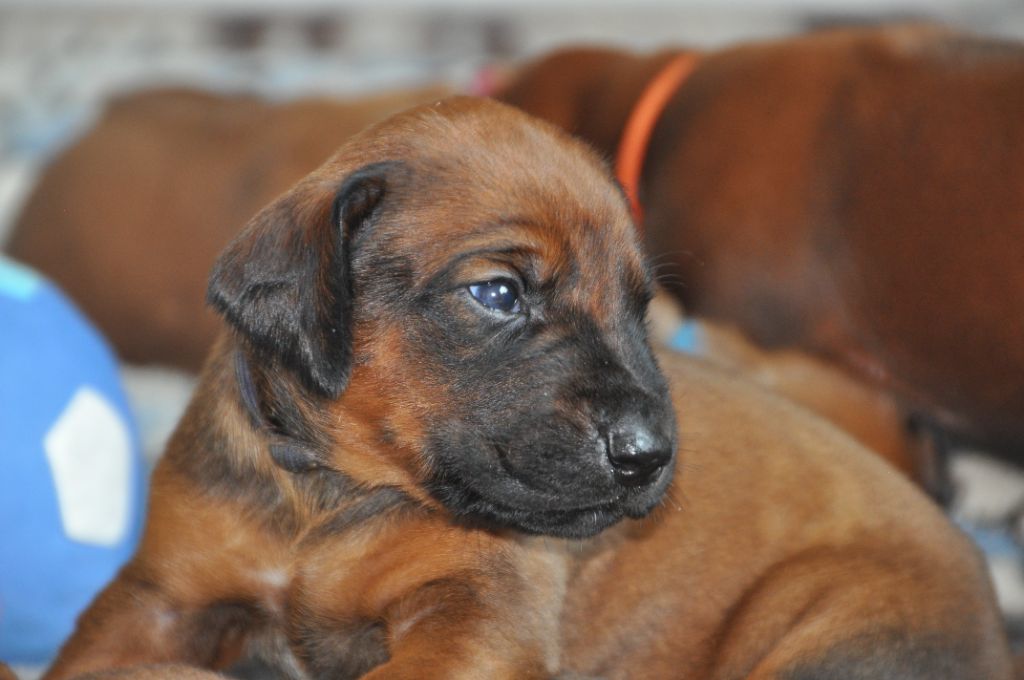 Zawadi N'zuri - Chiots disponibles - Rhodesian Ridgeback