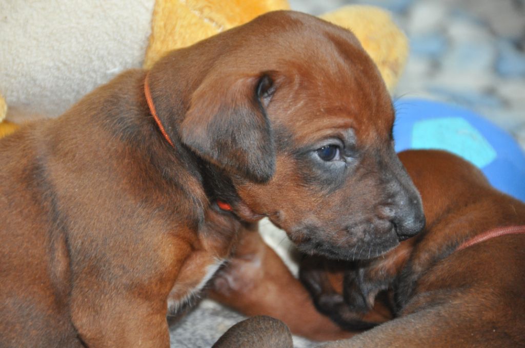 Zawadi N'zuri - Chiots disponibles - Rhodesian Ridgeback