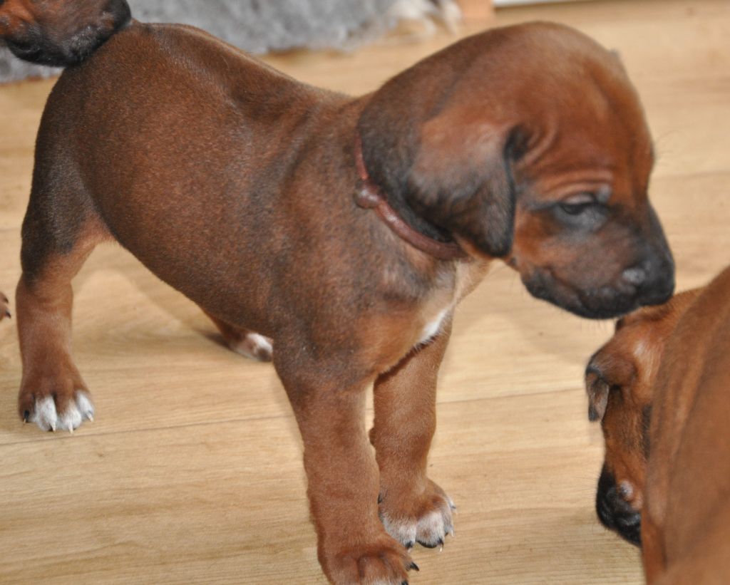 Zawadi N'zuri - Chiots disponibles - Rhodesian Ridgeback