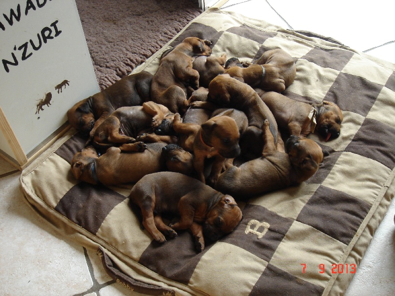 Zawadi N'zuri - Rhodesian Ridgeback - Portée née le 16/08/2013