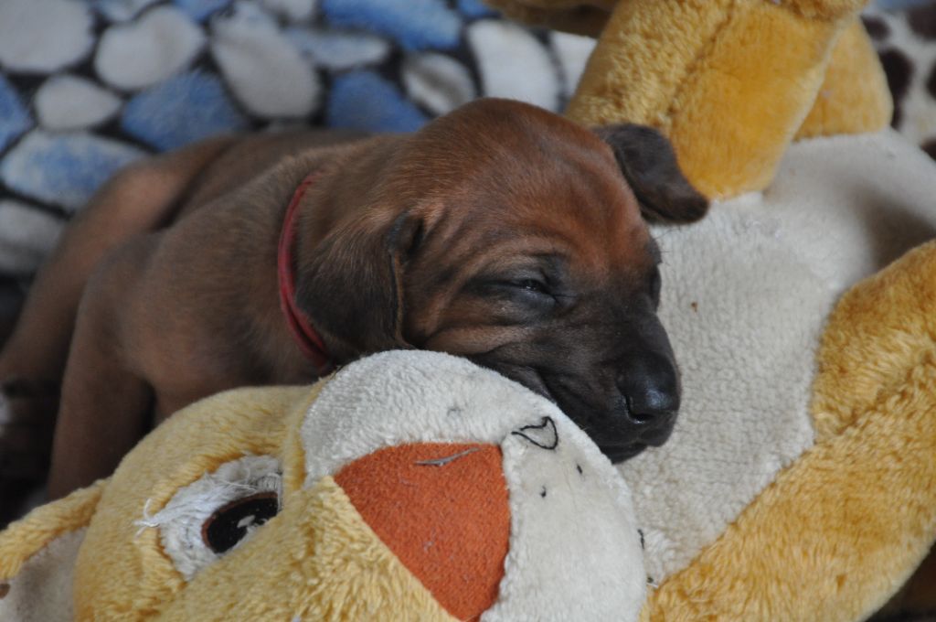Zawadi N'zuri - Chiots disponibles - Rhodesian Ridgeback