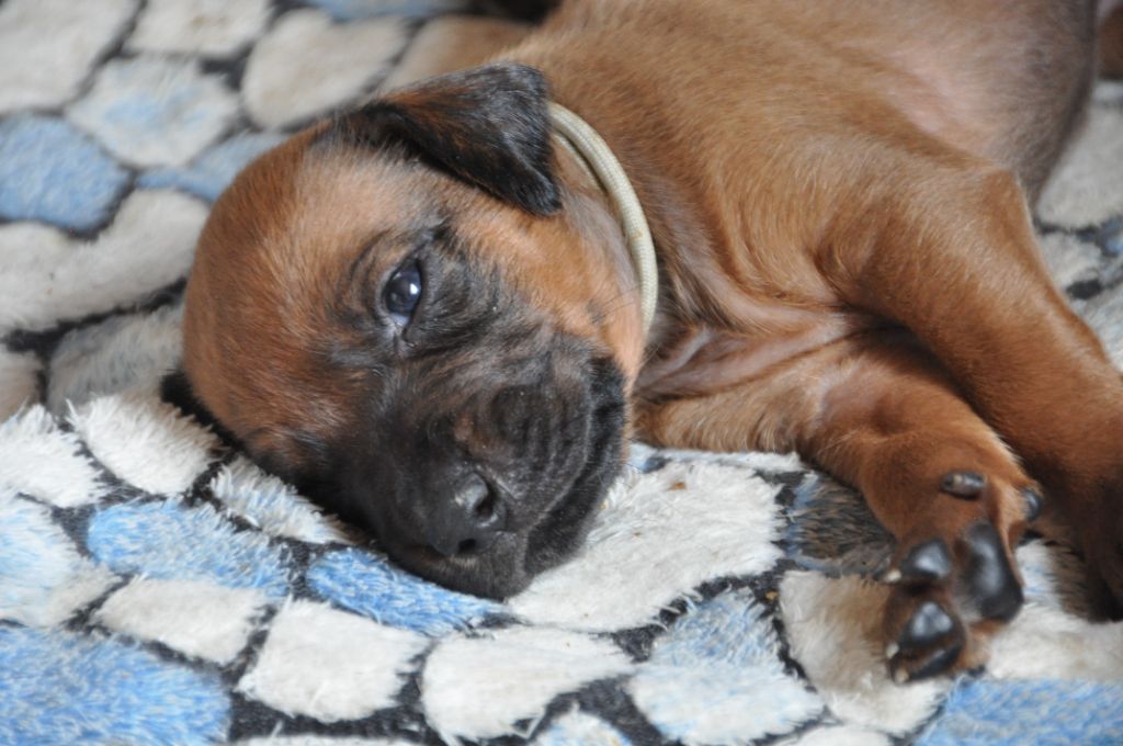 Zawadi N'zuri - Chiots disponibles - Rhodesian Ridgeback